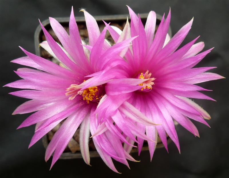 Mammillaria wrightii ssp. wilcoxii 