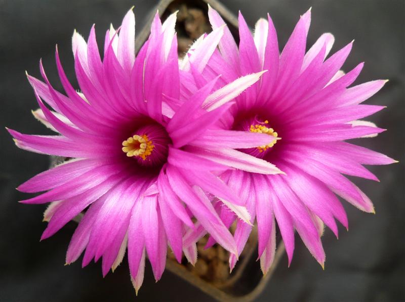 Mammillaria wrightii ssp. wilcoxii 