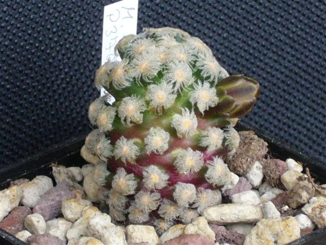 Mammillaria theresae P 370