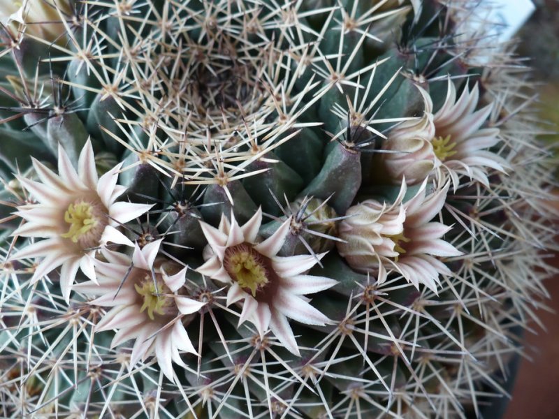 Mammillaria heyderi ssp. hemisphaerica 