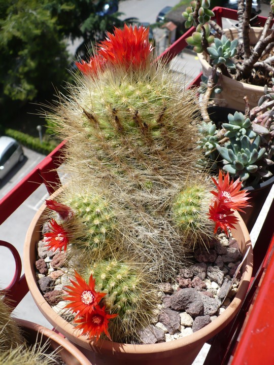 Parodia penicillata 