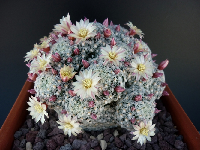 Mammillaria nana ssp. duwei 