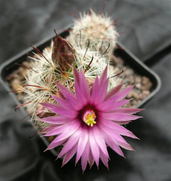 Mammillaria wrightii ssp. wilcoxii 