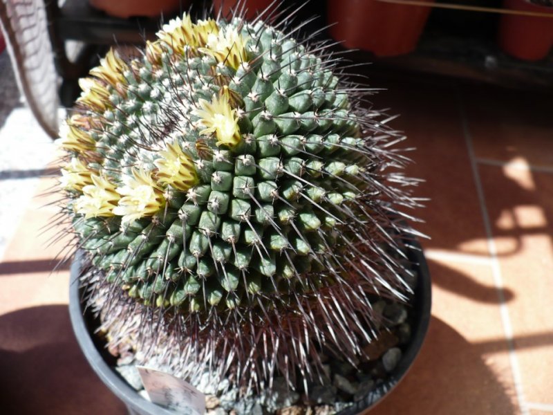 Mammillaria gigantea 