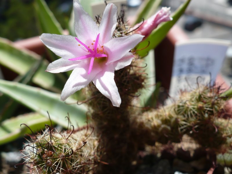 Mammillaria thornberi ssp. yaquensis REPP 2118