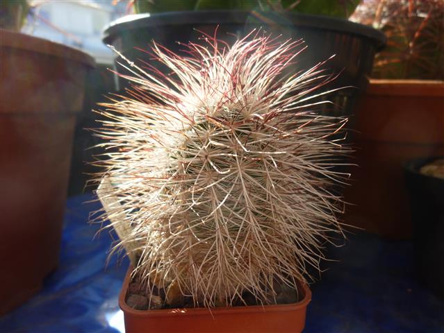 Echinocereus viridiflorus ssp. canus 