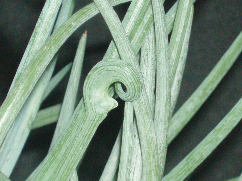 Senecio pinguifolius 