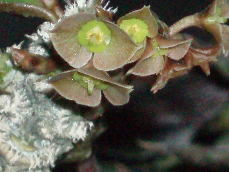 Euphorbia suzannae-marnierae 