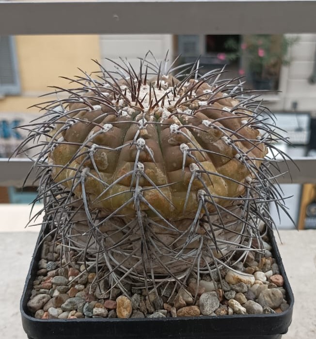 Gymnocalycium spegazzinii P 43
