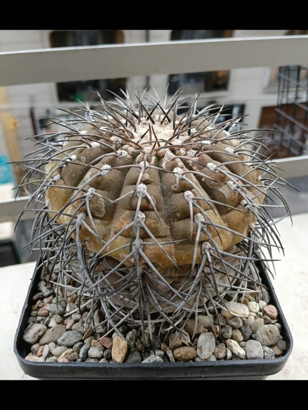 gymnocalycium spegazzzinii