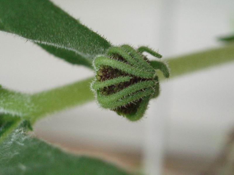 Dorstenia benguellensis 