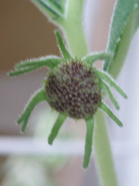 Dorstenia benguellensis 