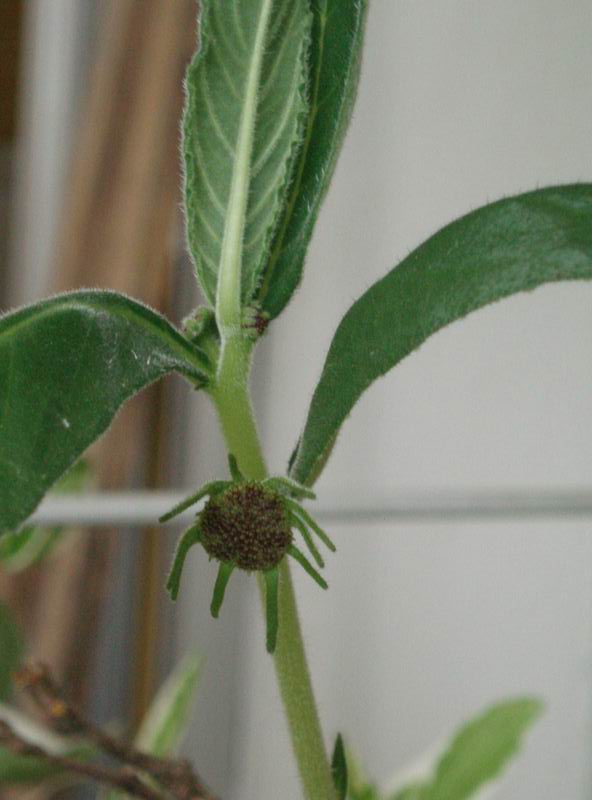 Dorstenia benguellensis 