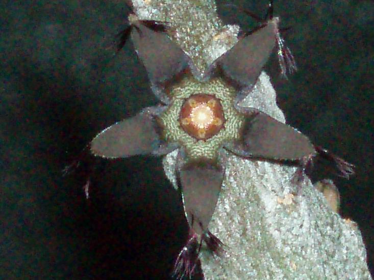 Rhytidocaulon ciliatum 