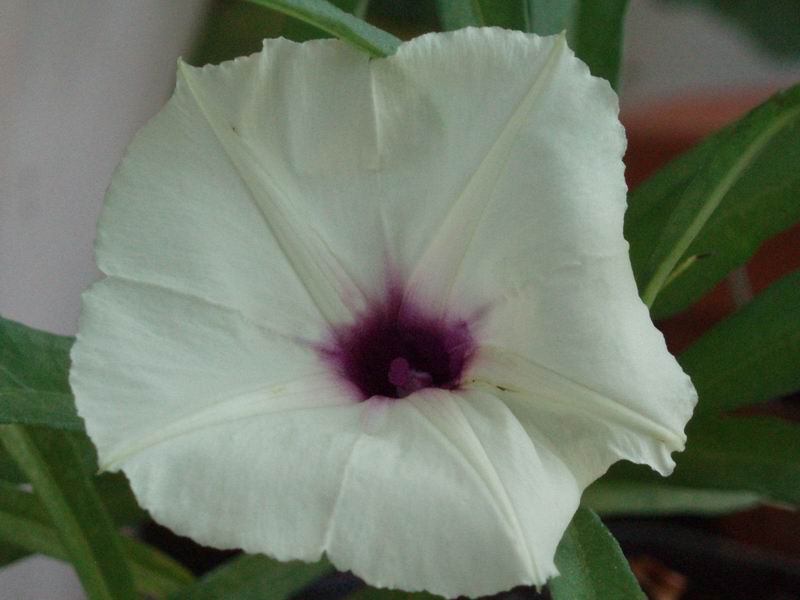 Ipomoea lapathifolia 