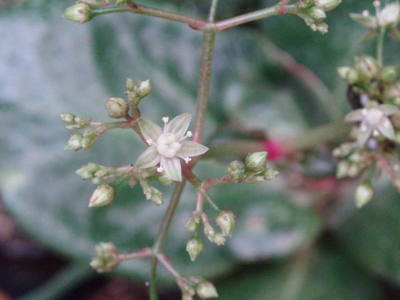 Crassula streyi 