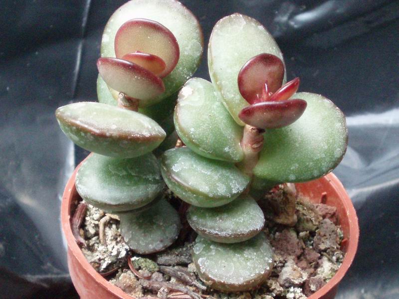 Adromischus subdistichus 