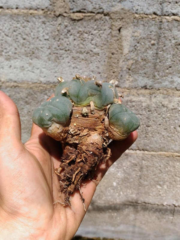 Lophophora williamsii 