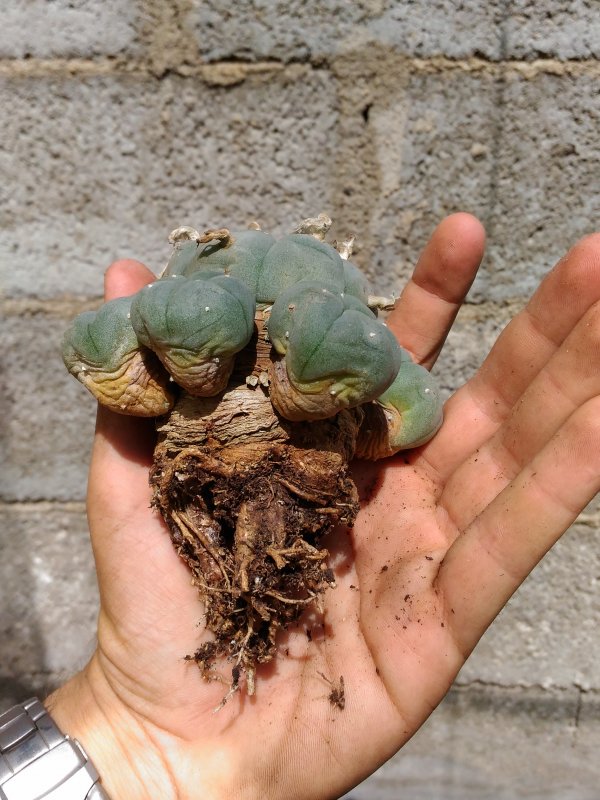 Lophophora williamsii 