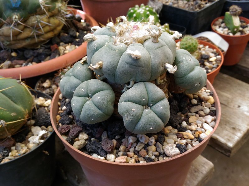 Lophophora williamsii 