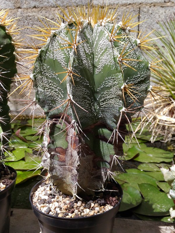 Astrophytum ornatum f. mirbelii 