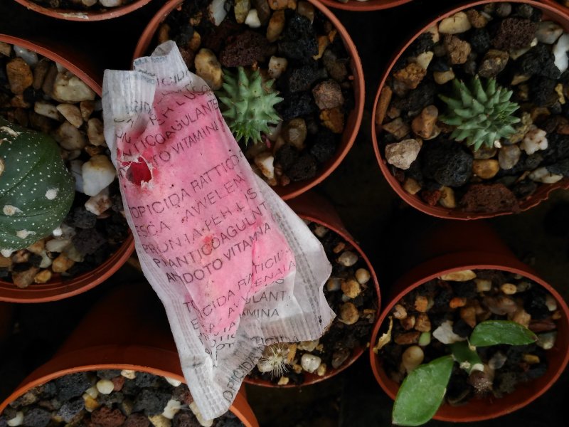 Cactofili - Forum di cactus e succulente :: Leggi argomento - angoletto di  giardino solo per loro