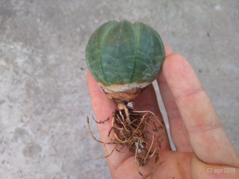 Euphorbia obesa 