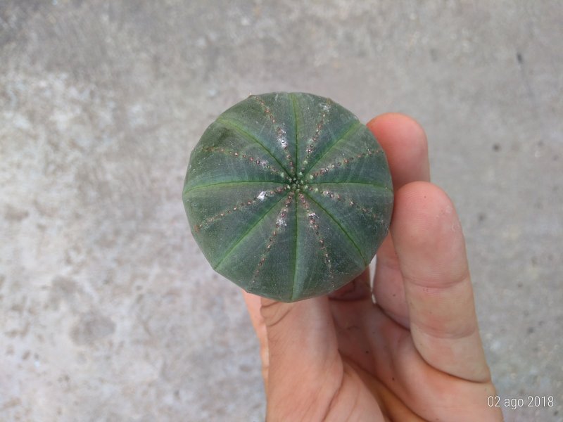 Euphorbia obesa 