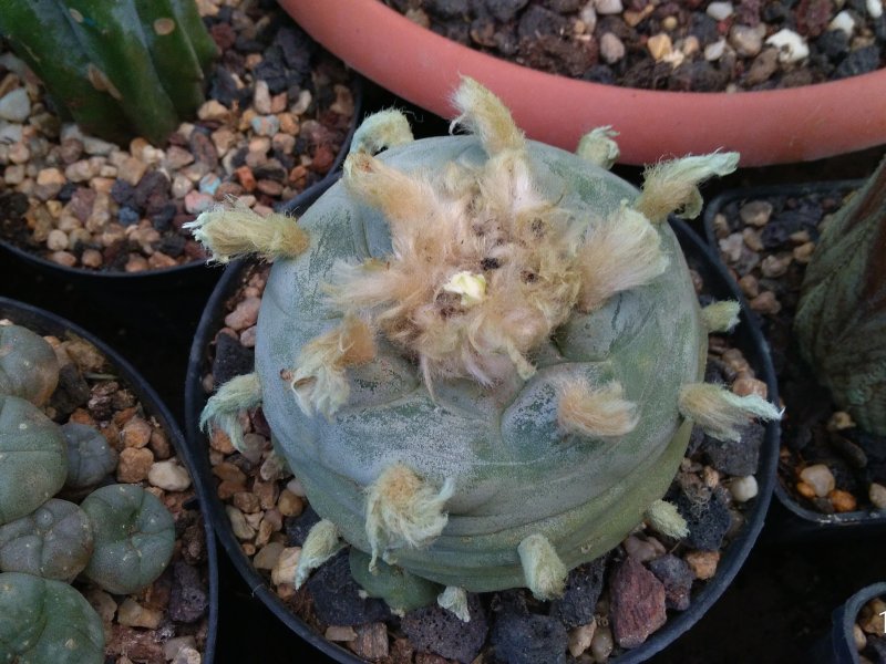 Lophophora diffusa 