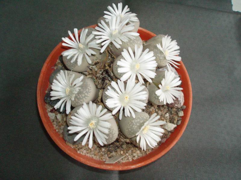 Lithops marmorata 