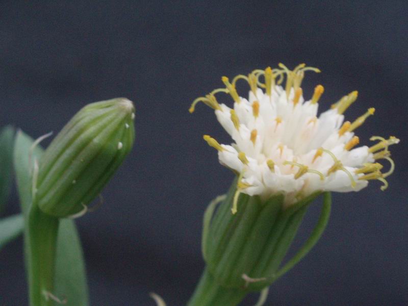 Senecio anteuphorbium 