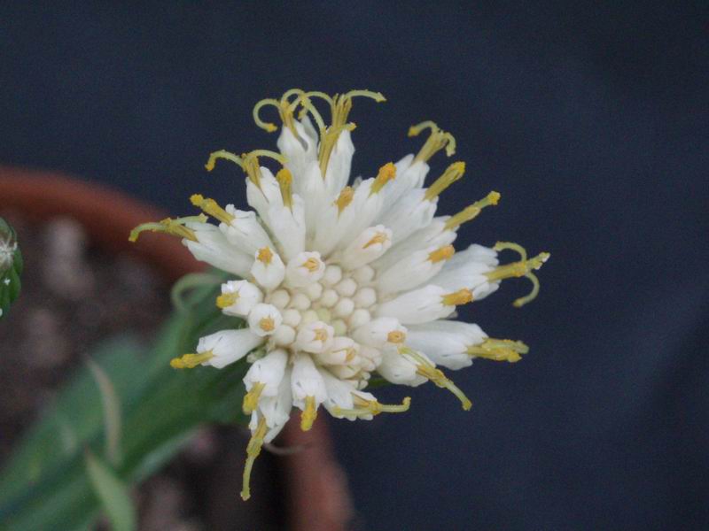 Senecio anteuphorbium 