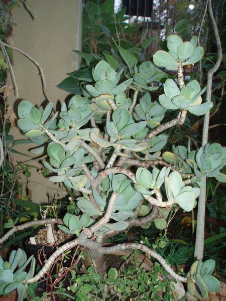 Crassula arborescens 