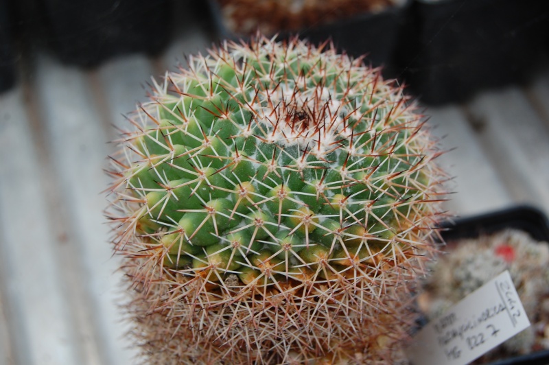 Mammillaria pachycylindrica 