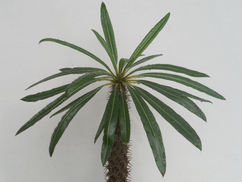 Pachypodium lamerei 