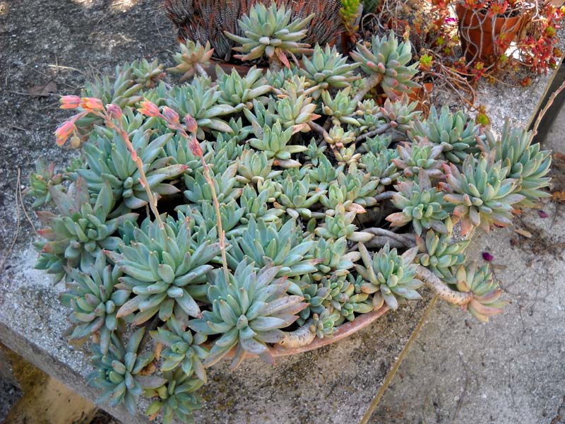 Pachyphytum compactum 