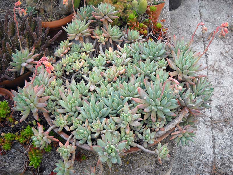 Pachyphytum compactum 