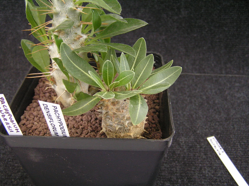 Pachypodium densiflorum 