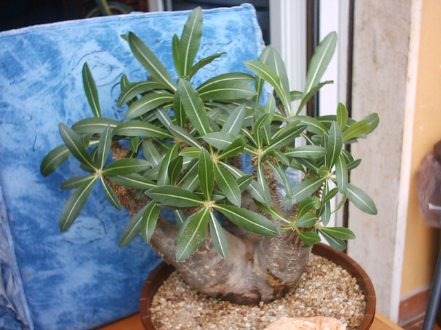 Pachypodium rosulatum 