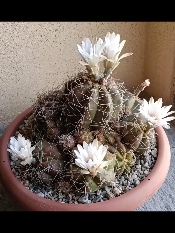 gymnocalycium fleischerianum