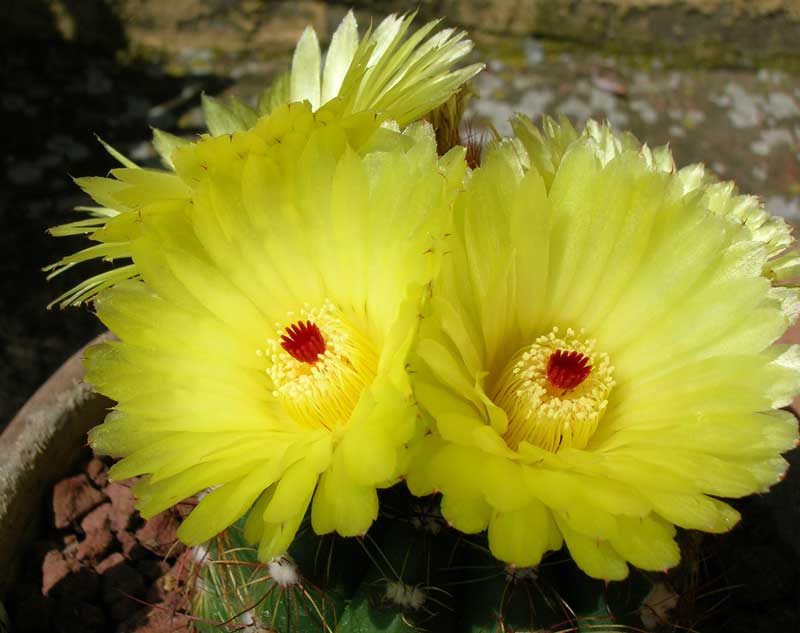 Parodia ottonis 