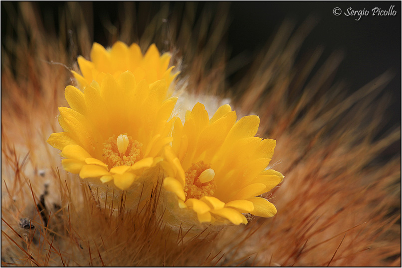 Parodia chrysacanthion 