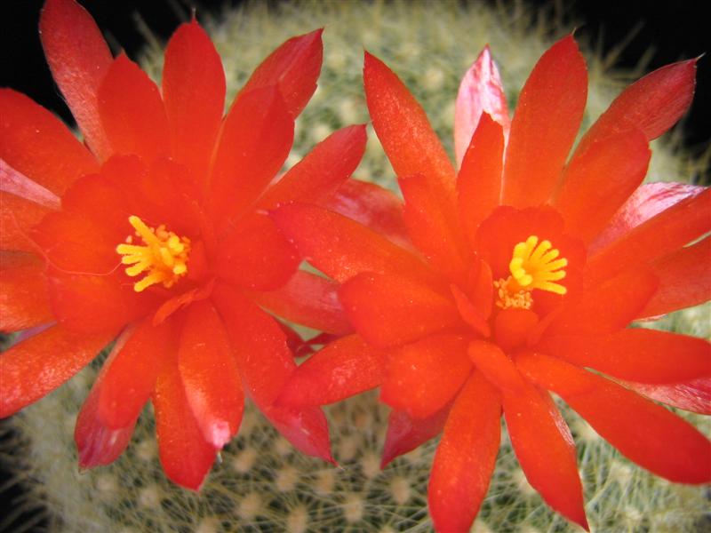 Parodia haselbergii 