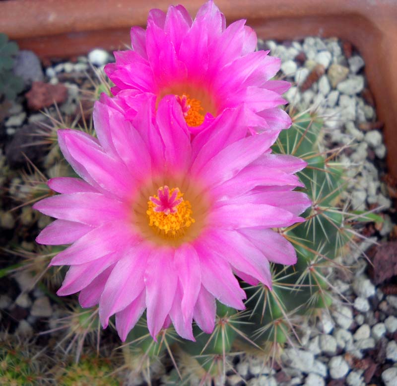 Parodia herteri 