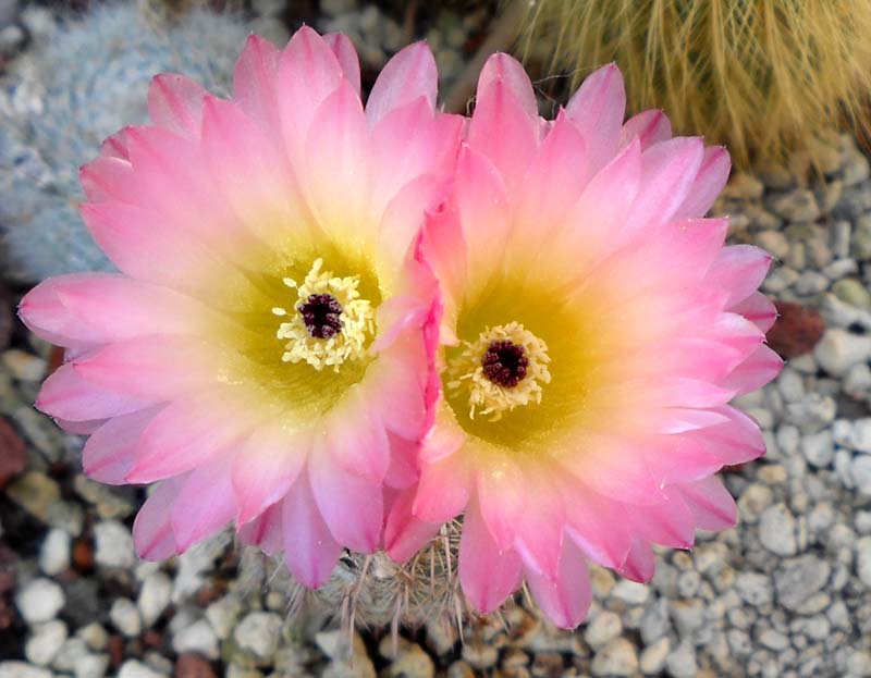 Parodia rutilans 