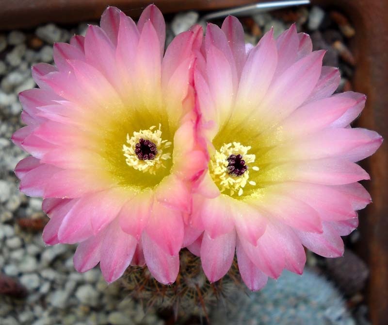 Parodia rutilans 