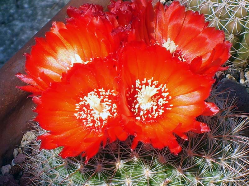 Parodia sanguiniflora 