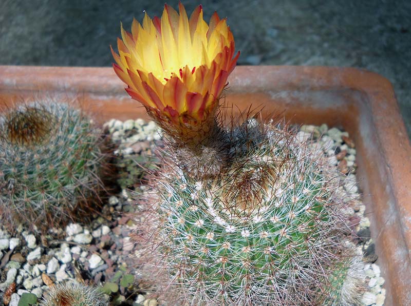 Parodia schlosseri 