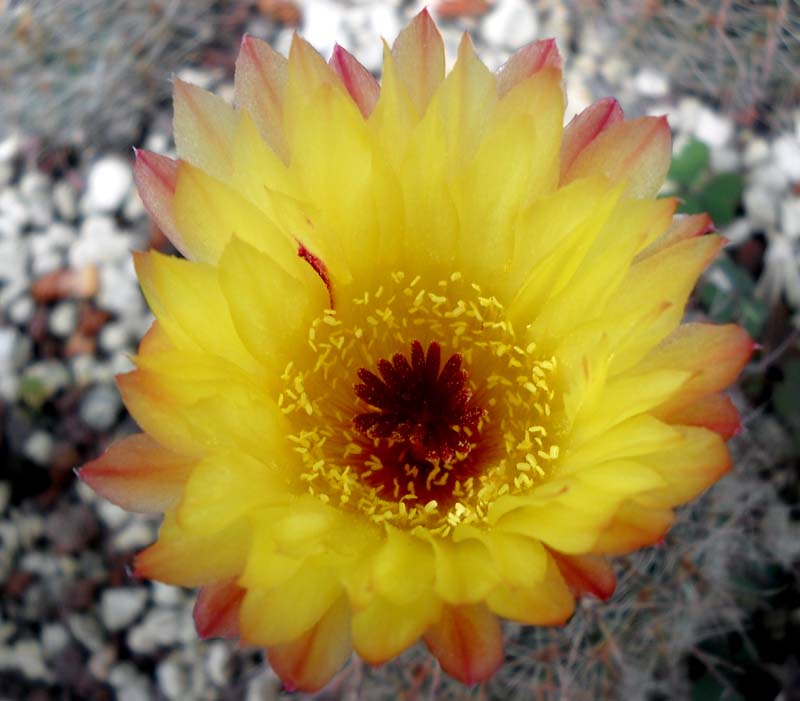 Parodia schlosseri 