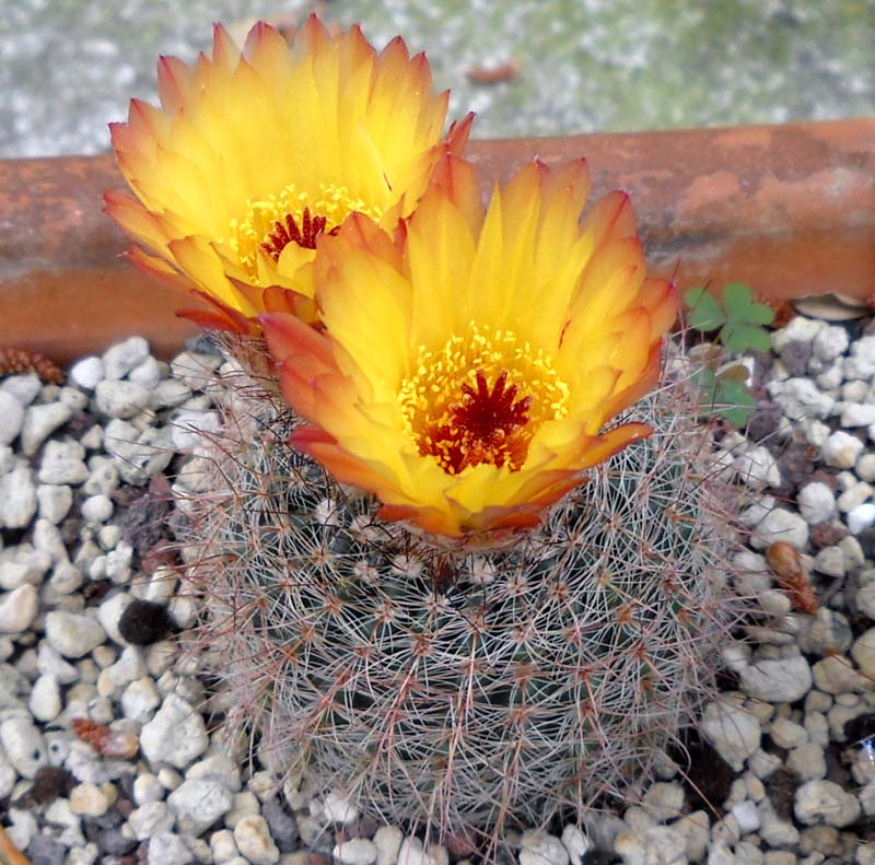 Parodia schlosseri 